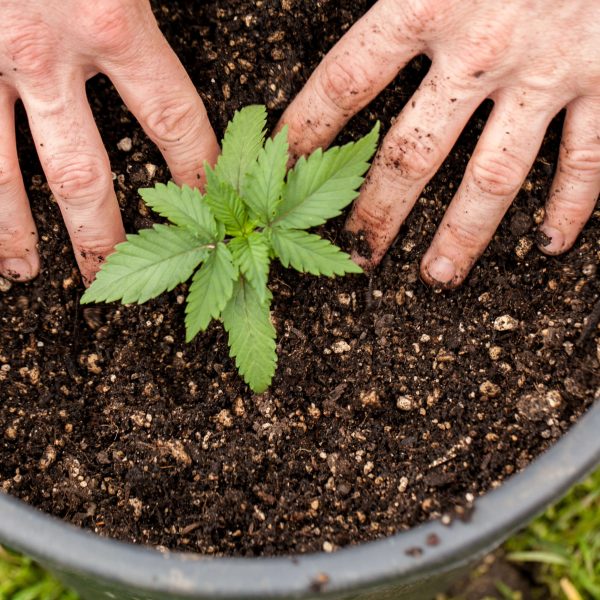 Homepage When Is The Best Time Of Year To Grow Cannabis In Your Yard?